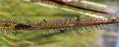 Drosera regia