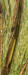 Drosera regia