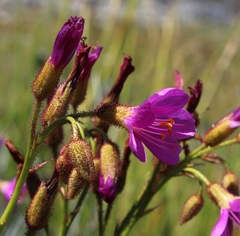 Drosera regia