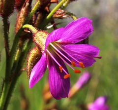 Drosera regia