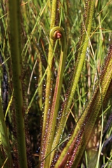 Drosera regia