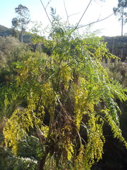 Notobubon gummiferum