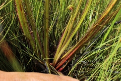 Drosera regia