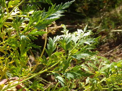 Notobubon gummiferum