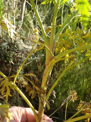 Notobubon gummiferum