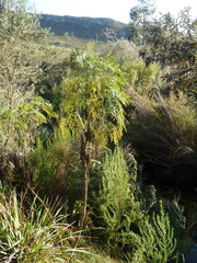 Notobubon gummiferum