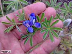 Lupinus cosentinii