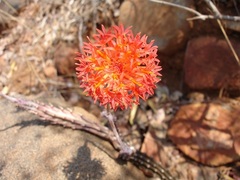 Kleinia stapeliiformis