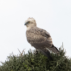 Circaetus