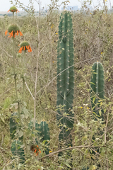 Trichocereus schoenii