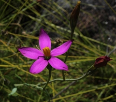Chironia jasminoides