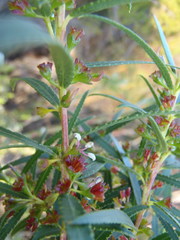 Empleurum unicapsulare