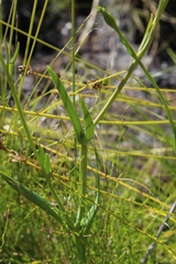 Chironia jasminoides