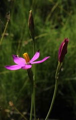 Chironia jasminoides