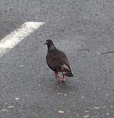 Columba livia domestica