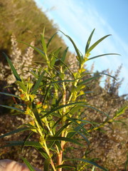 Empleurum unicapsulare