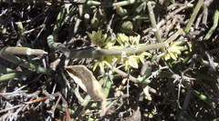 Cynanchum viminale viminale