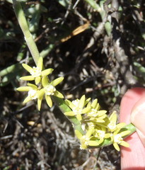 Cynanchum viminale viminale