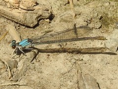 Argia moesta
