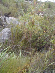 Empleurum unicapsulare