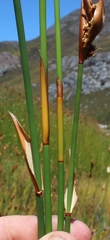 Elegia thyrsifera