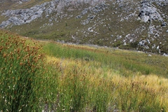 Elegia thyrsifera