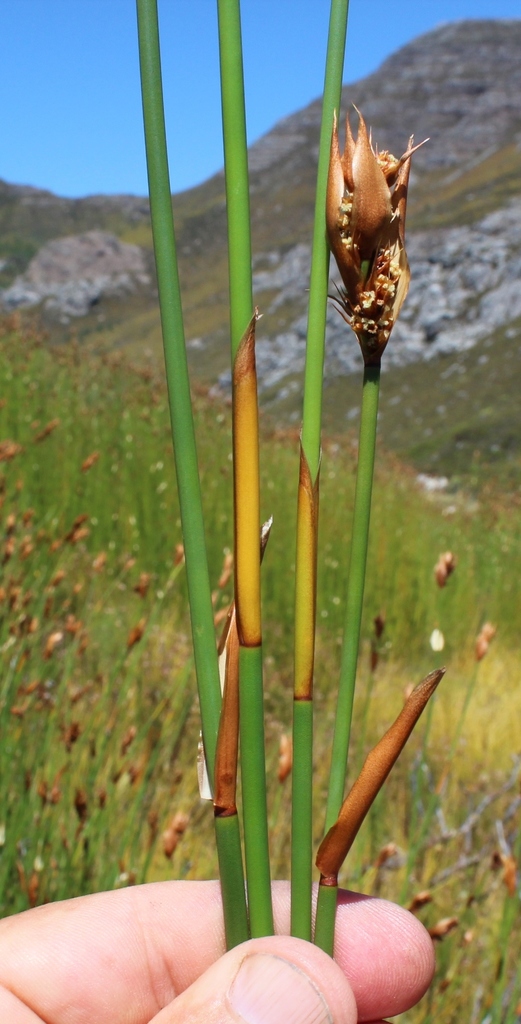Slanghoek Goldreed