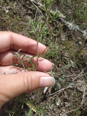 Convolvulus cantabrica