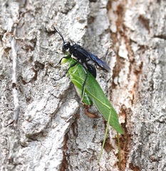 Sphex pensylvanicus
