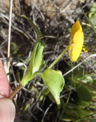 Commelina africana barberae
