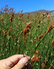 Elegia thyrsifera