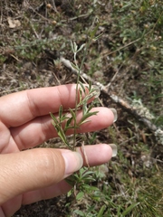 Convolvulus cantabrica
