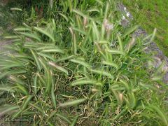 Hordeum