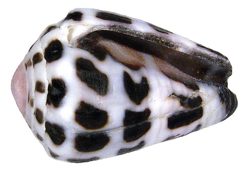 Black-and-white Cone Snail