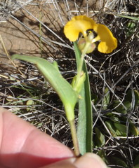 Commelina africana barberae
