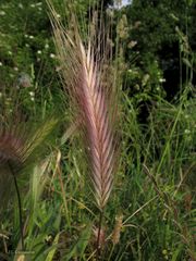 Hordeum