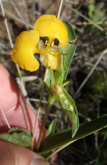 Commelina africana barberae