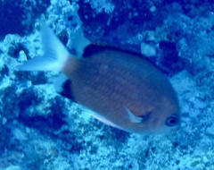 Chromis pembae