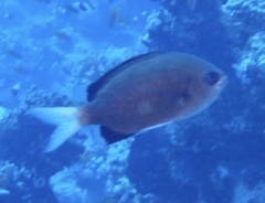 Chromis pembae