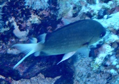 Chromis pembae