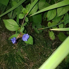 Ceratostigma