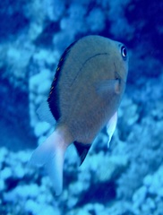 Chromis pembae
