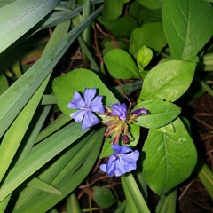 Ceratostigma