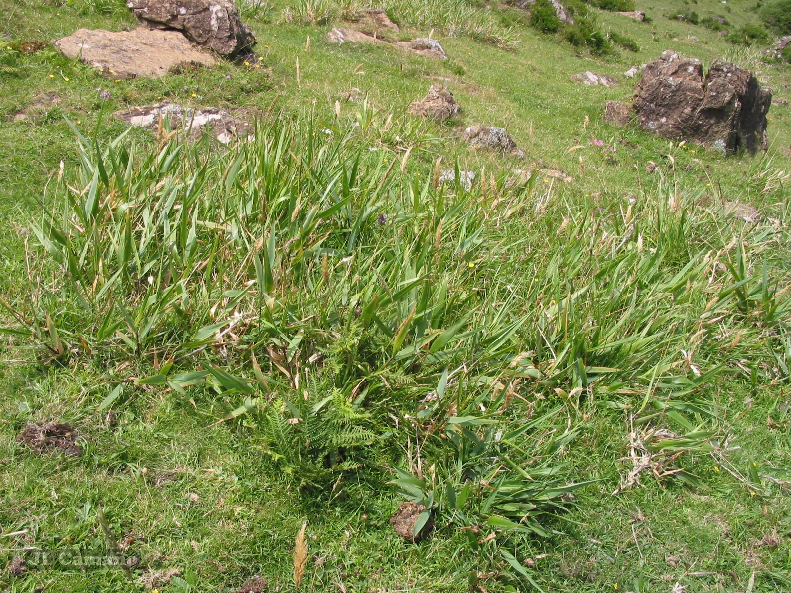 Anthoxanthum amarum
