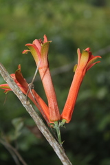Passiflora spicata