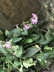 Silene × hampeana