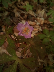 Geranium maculatum