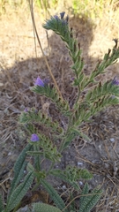 Echium gaditanum