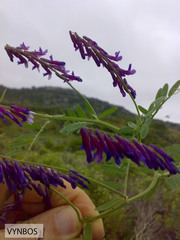 Vicia eriocarpa
