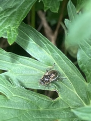 Eristalinus aeneus